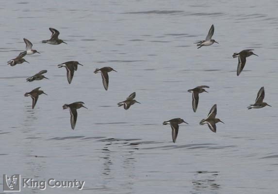Photo of Dunlin - Calidris alpina